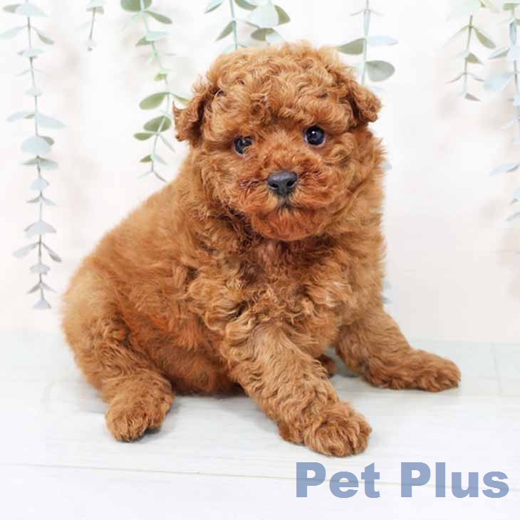 トイ・プードル