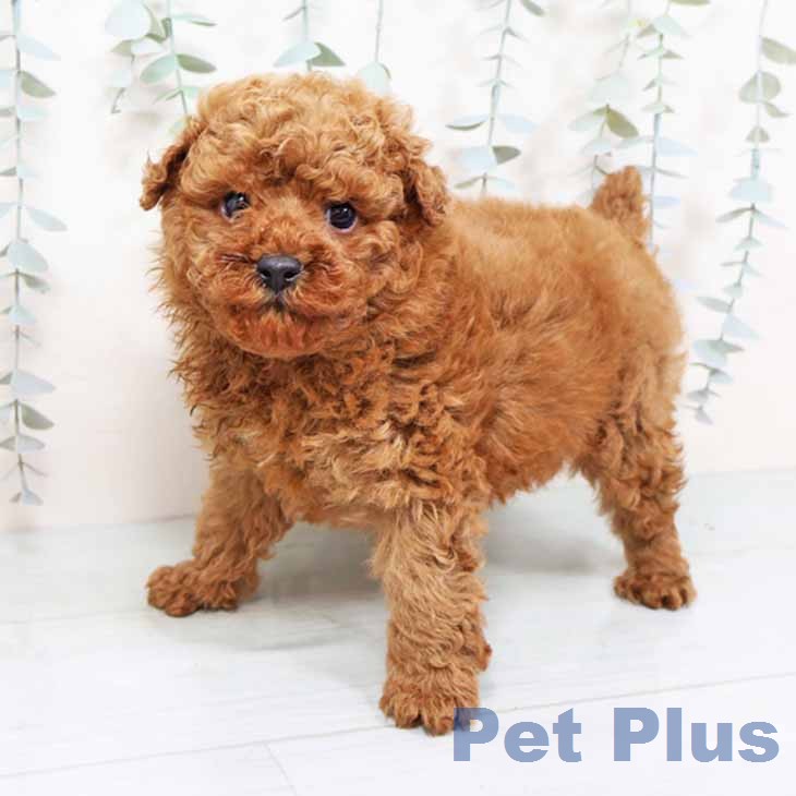 トイ・プードルの写真2