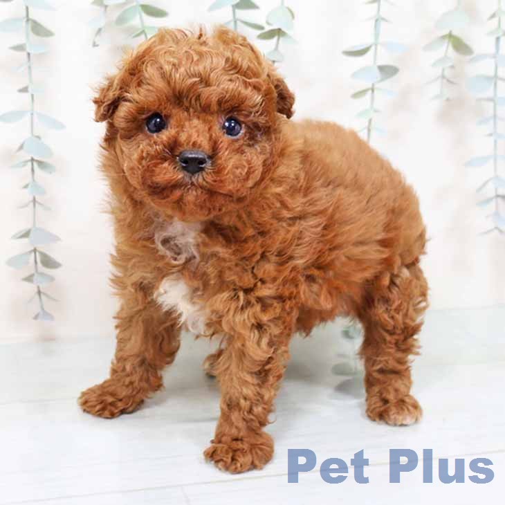 トイ・プードル