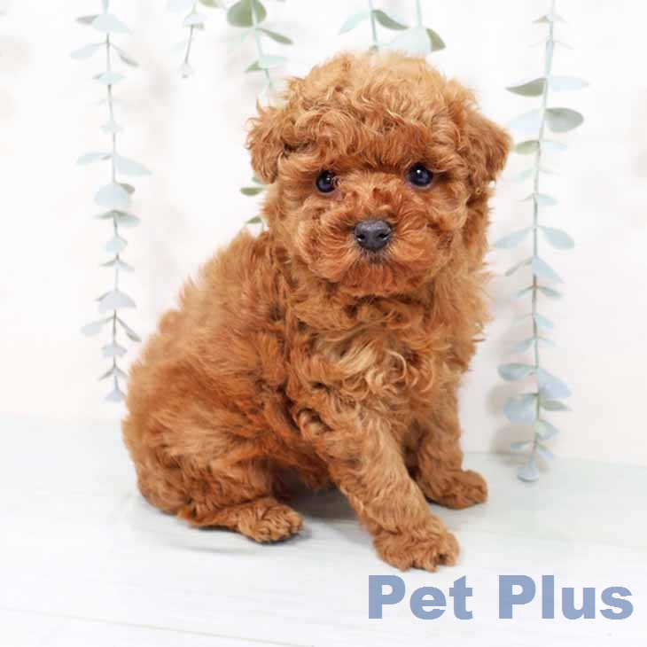 トイ・プードル