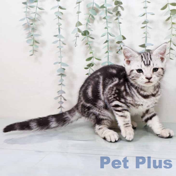 アメリカンショートヘア