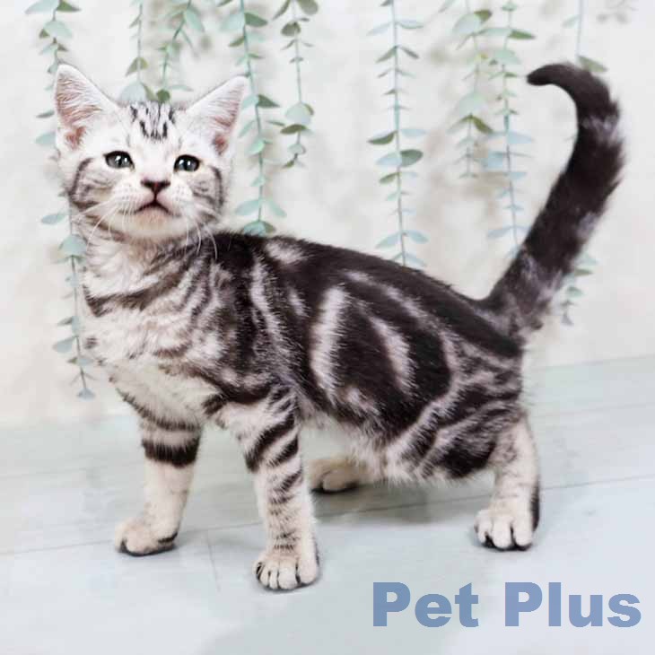 アメリカンショートヘアの写真2