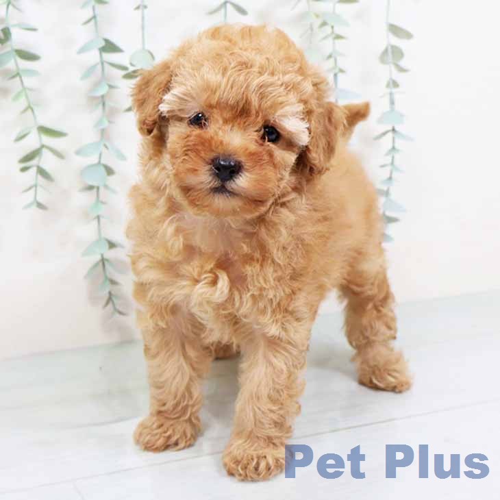 トイ・プードルの写真2