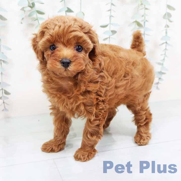 トイ・プードル