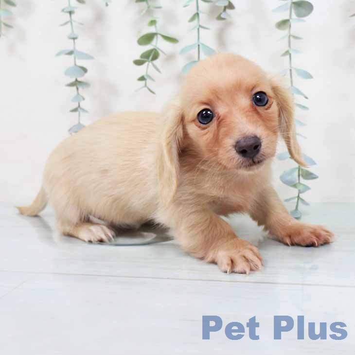 カニーンヘン・ダックスフンド