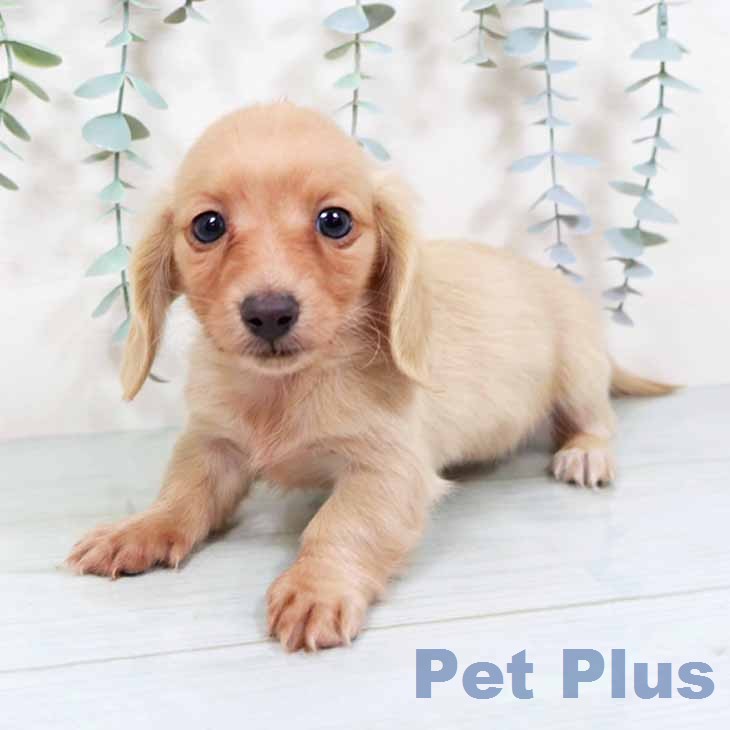 カニーンヘン・ダックスフンドの写真2