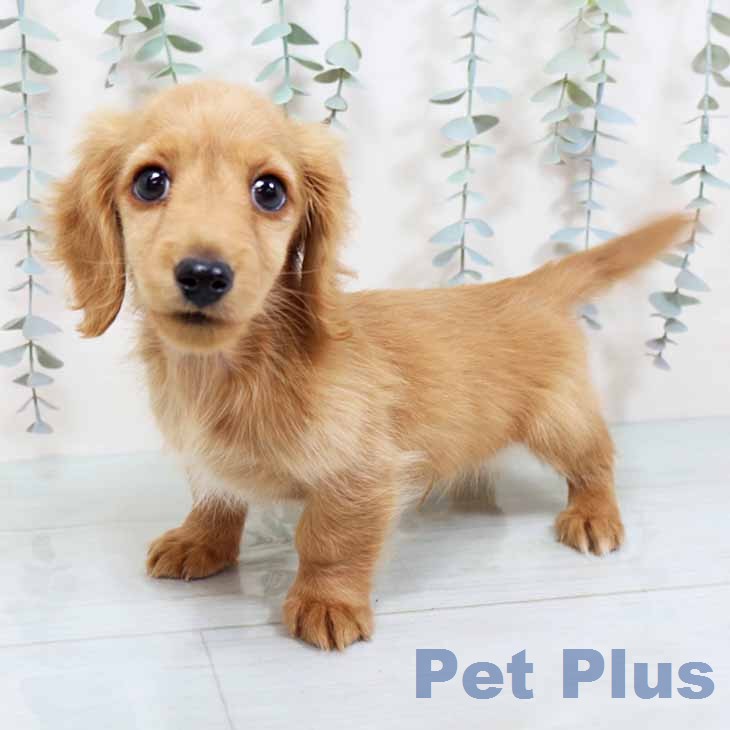 カニーンヘン・ダックスフンド