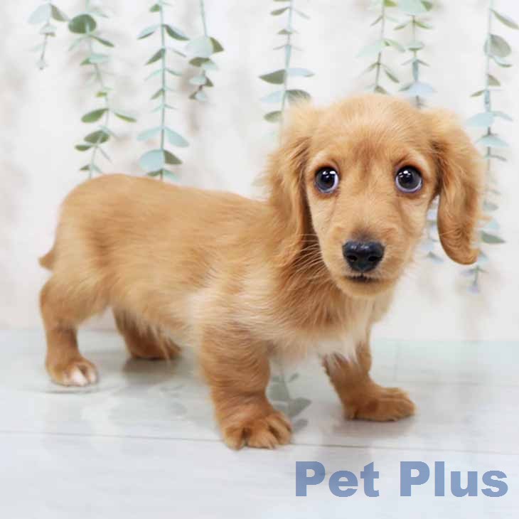 カニーンヘン・ダックスフンドの写真2