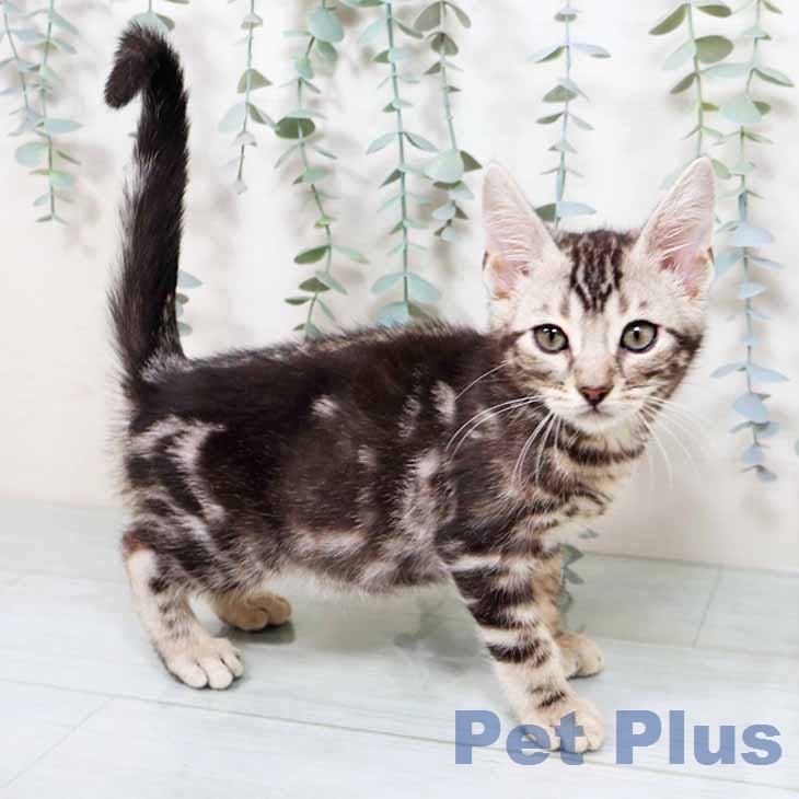 マンチカンの写真2