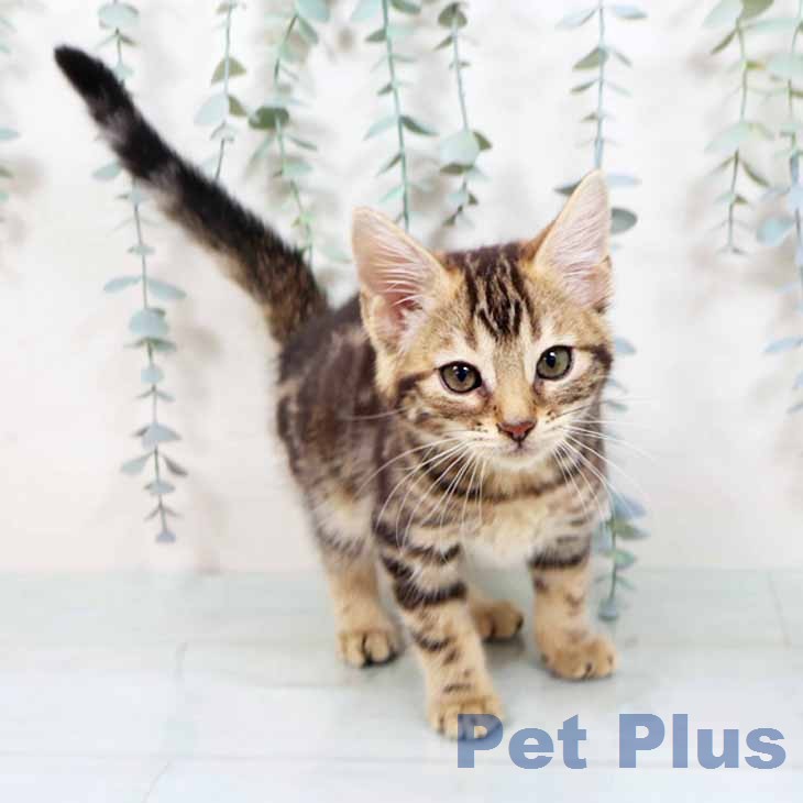 マンチカンの写真2