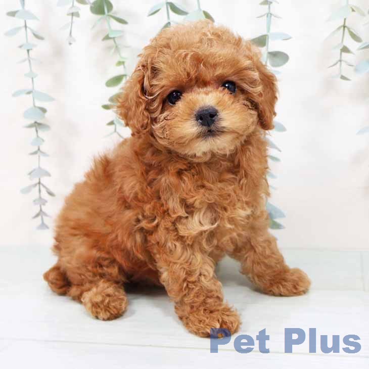 トイ・プードル