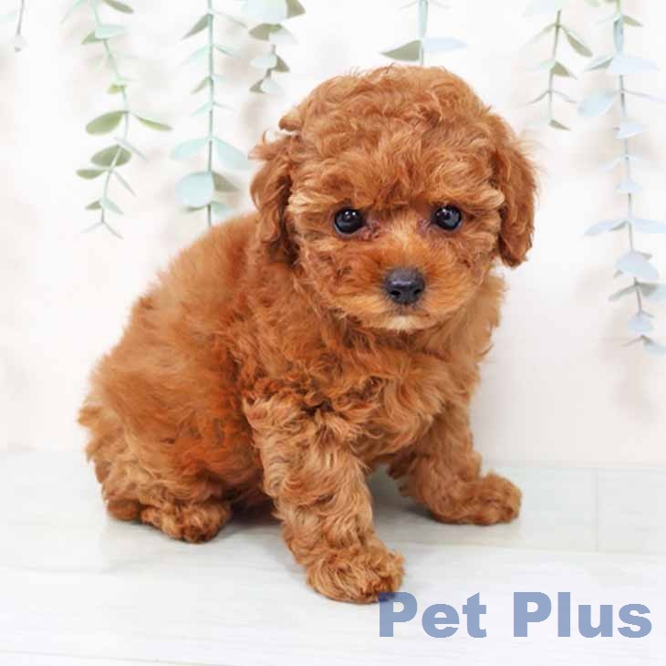 トイ・プードル