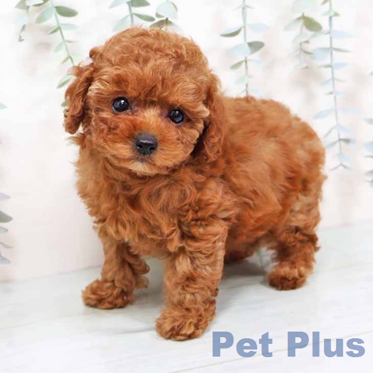 トイ・プードルの写真2