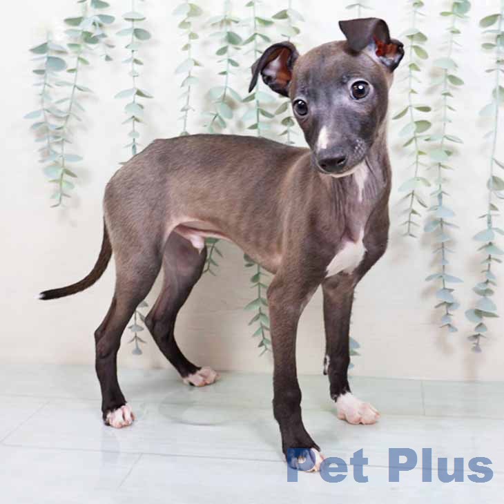 イタリアン・グレーハウンド