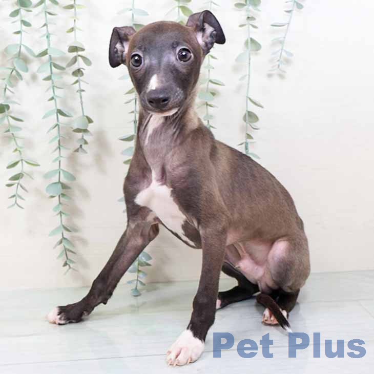 イタリアン・グレーハウンドの写真2