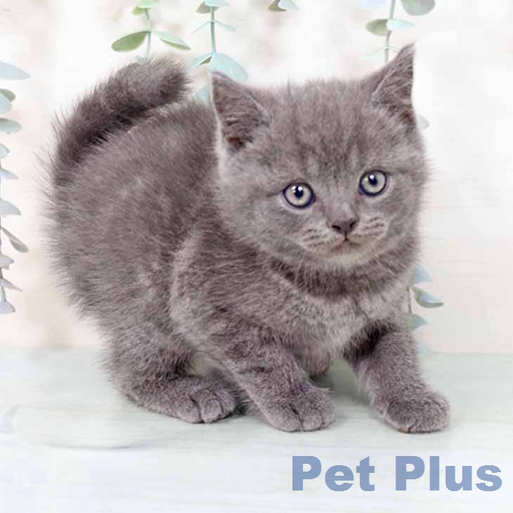 ブリティッシュショートヘア