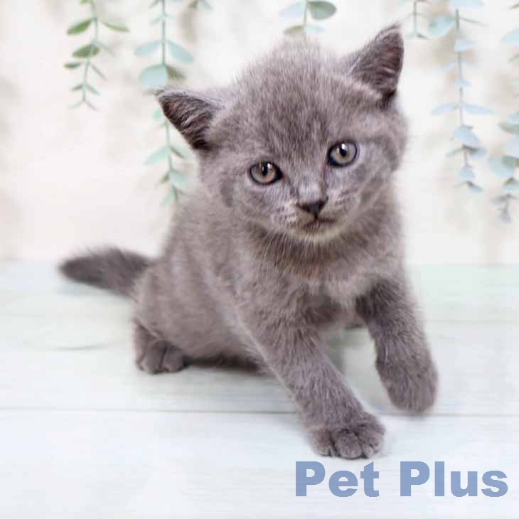 ブリティッシュショートヘア