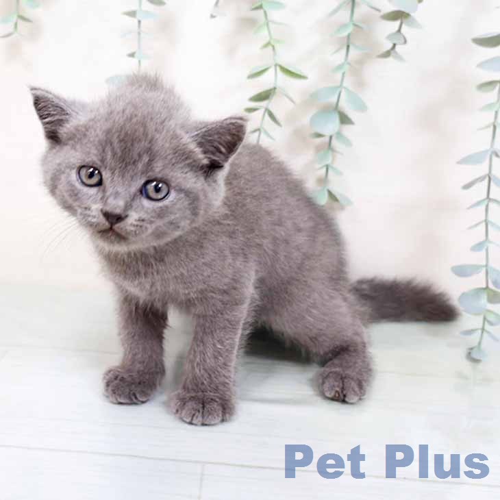 ブリティッシュショートヘアの写真2