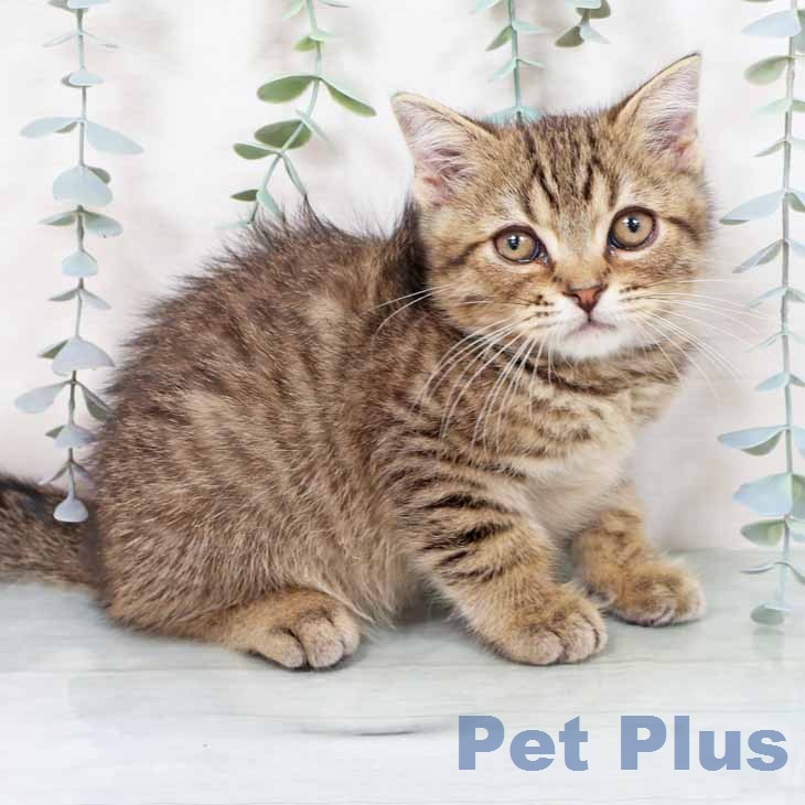 スコティッシュフォールド