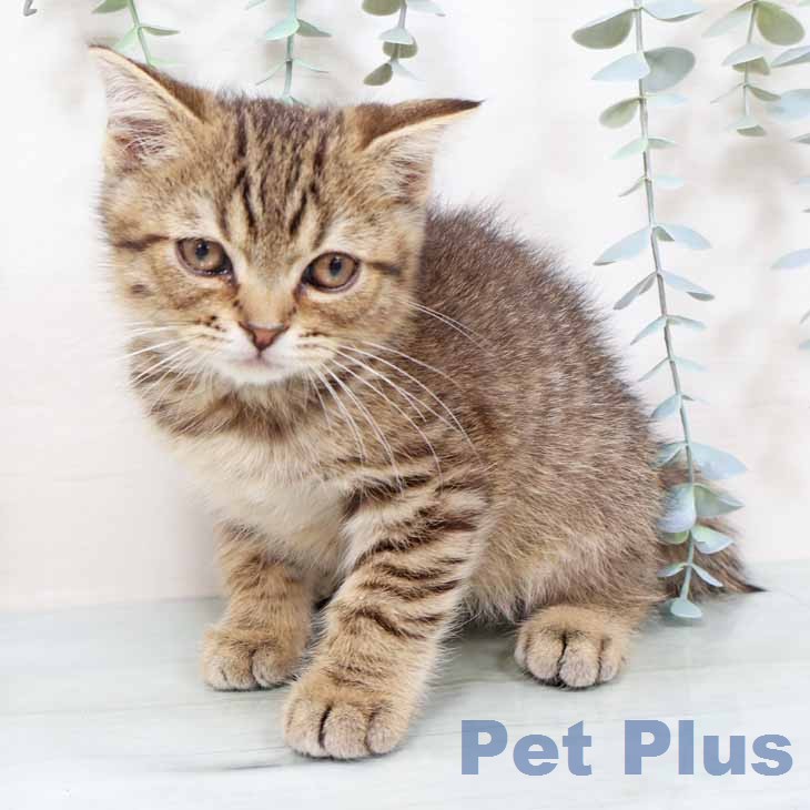 スコティッシュフォールドの写真2