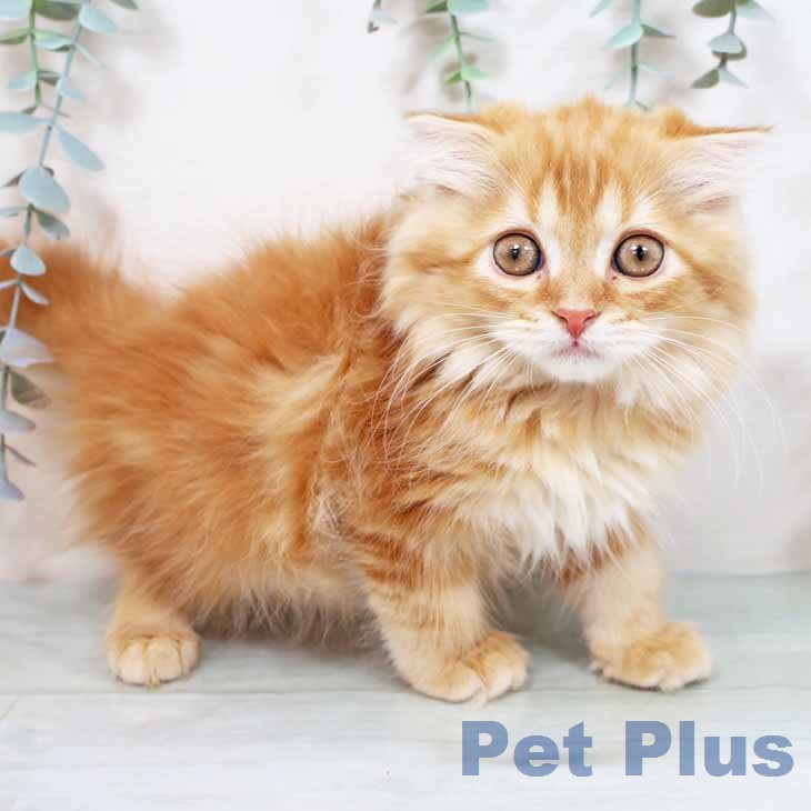 スコティッシュフォールド