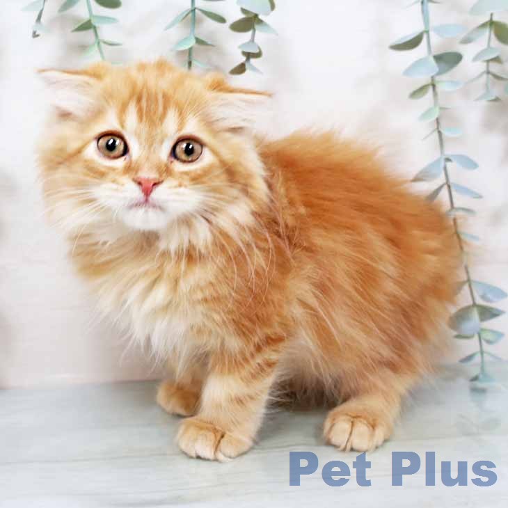 スコティッシュフォールドの写真2