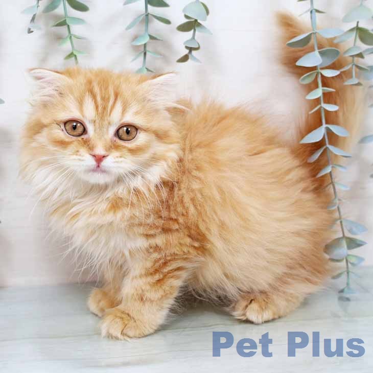 スコティッシュフォールド