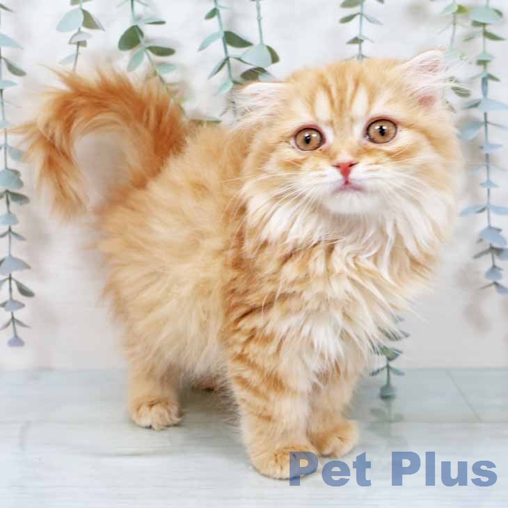 スコティッシュフォールドの写真2