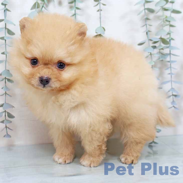 ポメラニアンの写真2