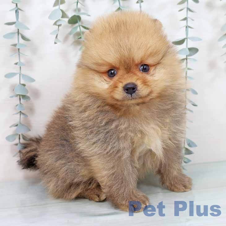 ポメラニアンの写真2