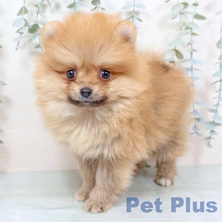 ポメラニアンの写真2