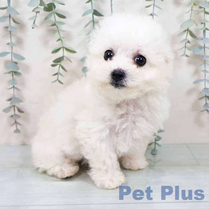 ビション・フリーゼ