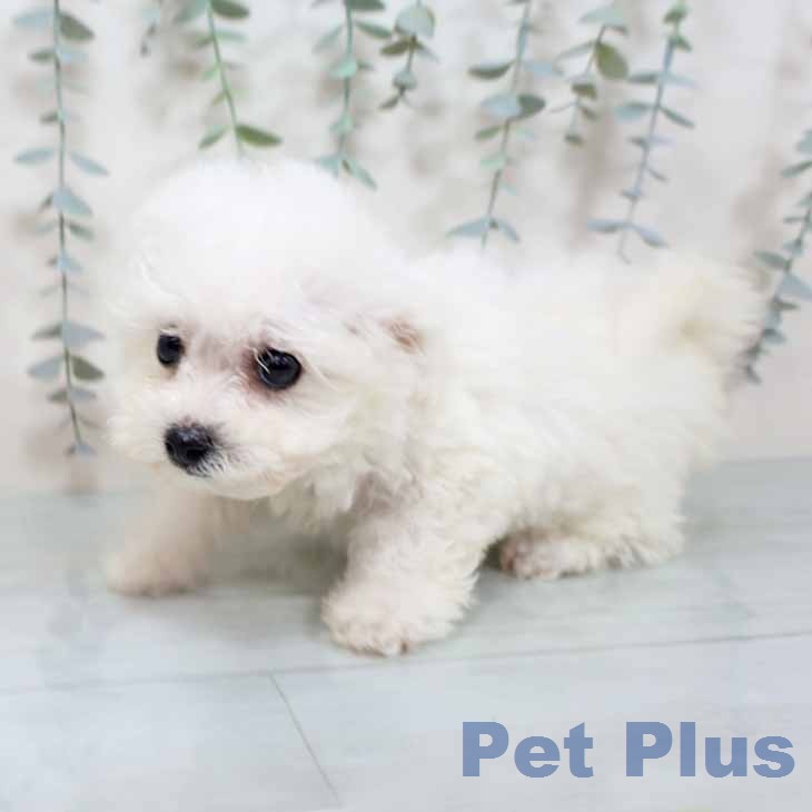 ビション・フリーゼの写真2