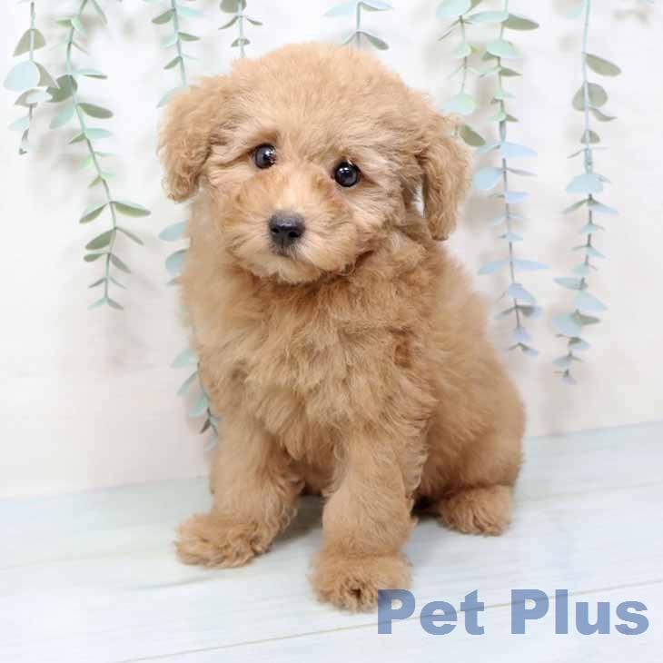 トイ・プードル