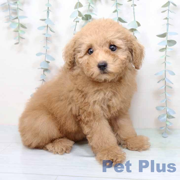 トイ・プードルの写真2