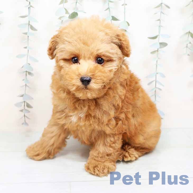 トイ・プードル