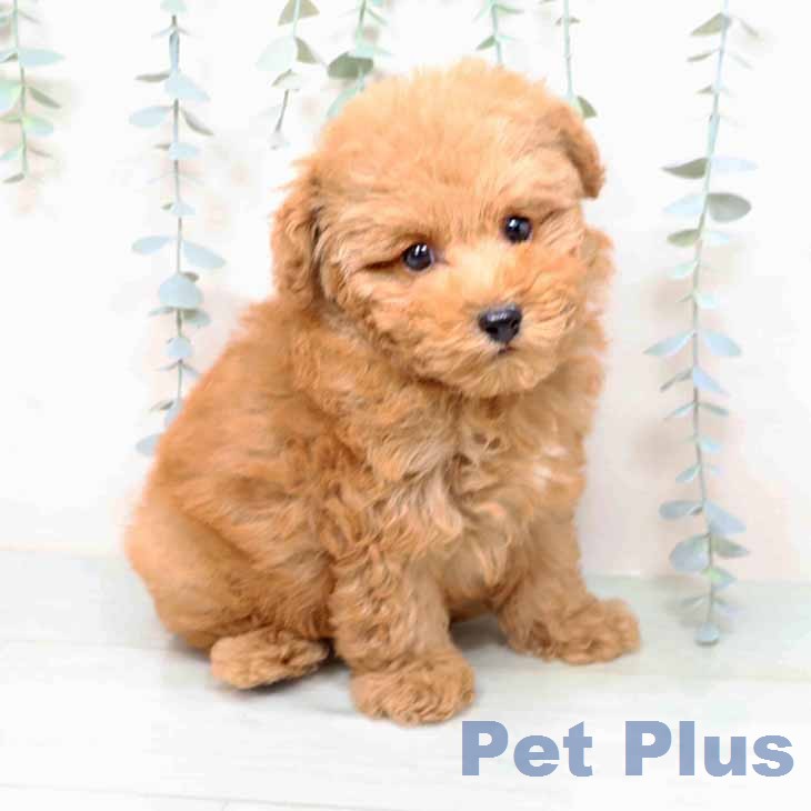 トイ・プードルの写真2