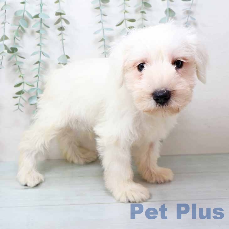 ミニチュア・シュナウザーの写真2