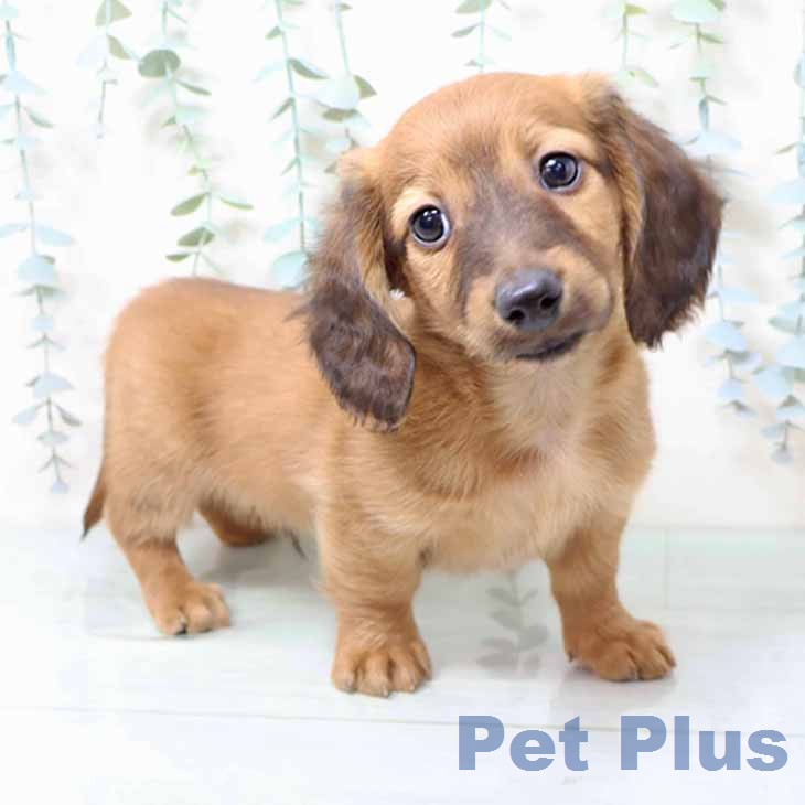 ミニチュア・ダックスフンド