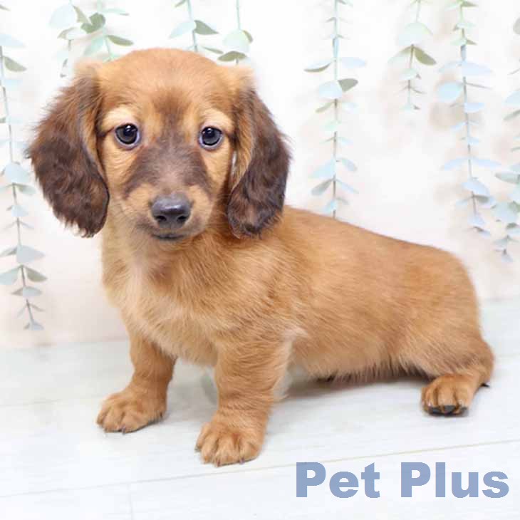 ミニチュア・ダックスフンドの写真2