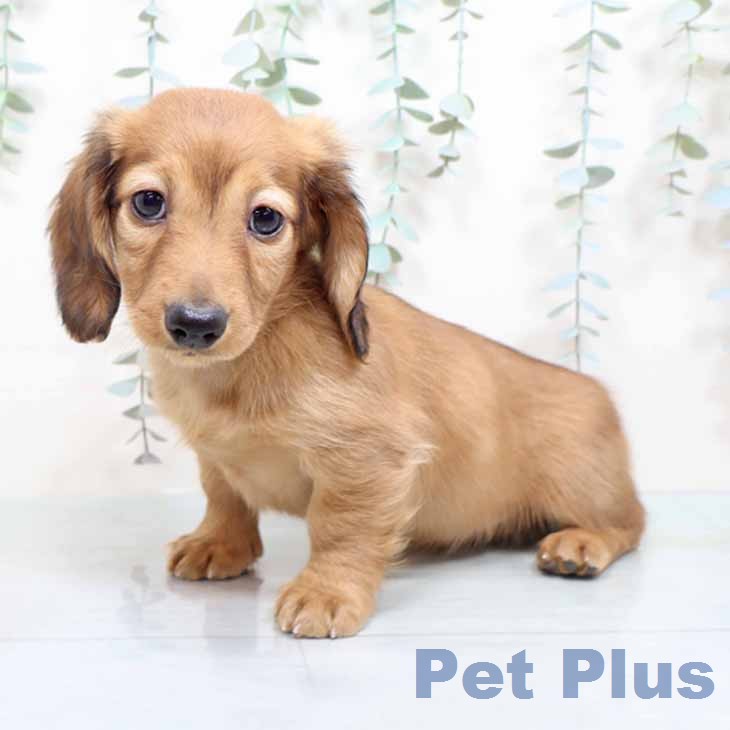 ミニチュア・ダックスフンドの写真2