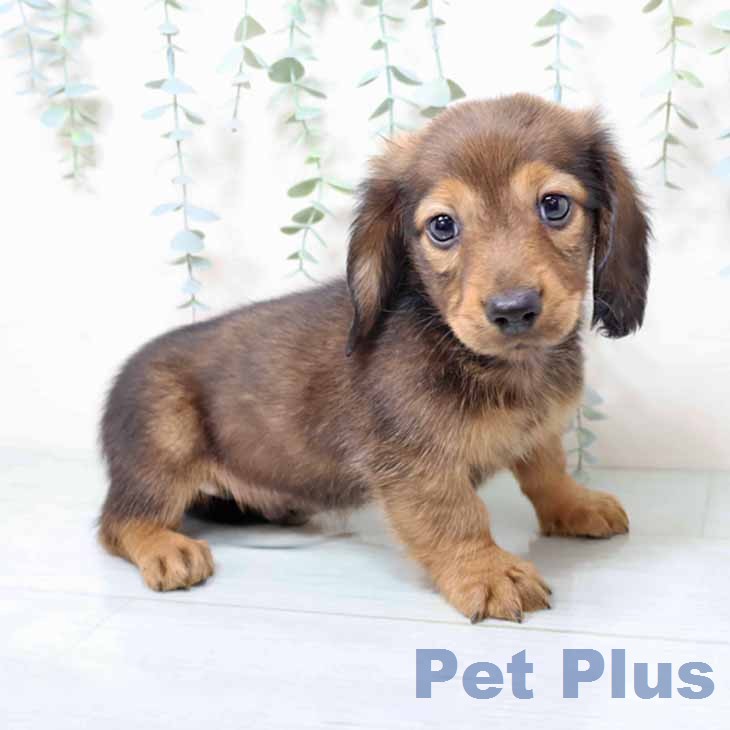 ミニチュア・ダックスフンド