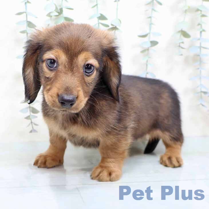 ミニチュア・ダックスフンドの写真2