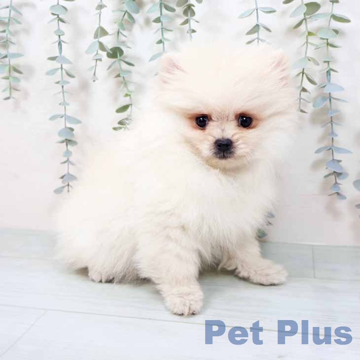ポメラニアンの写真2