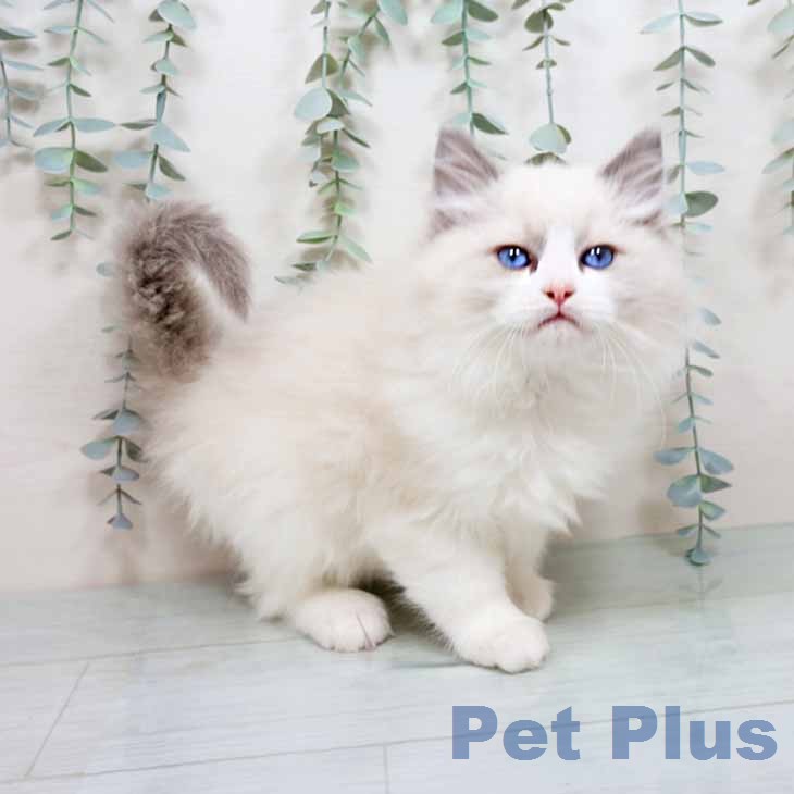 ラグドールの写真2