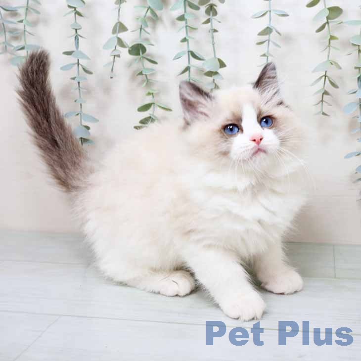 ラグドールの写真2