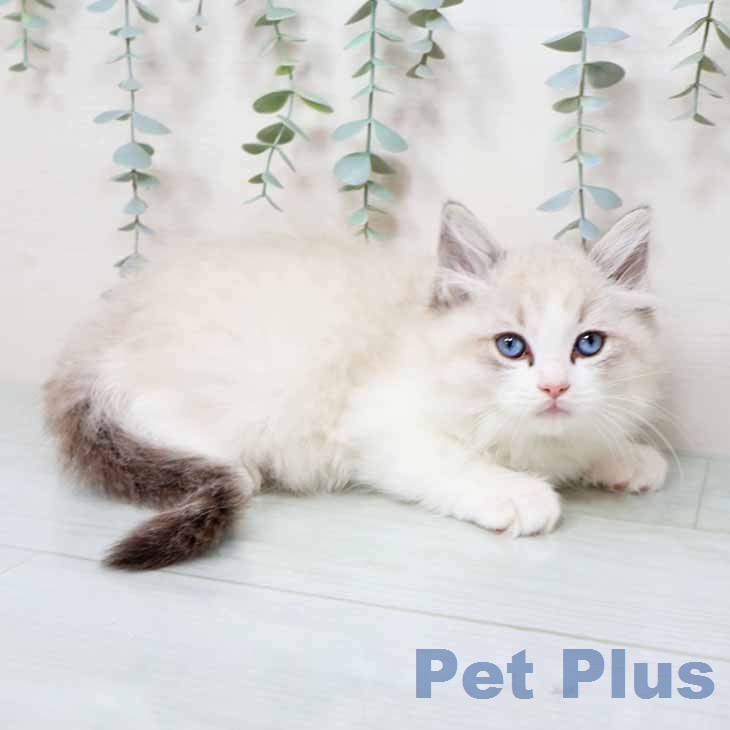 ラグドールの写真2