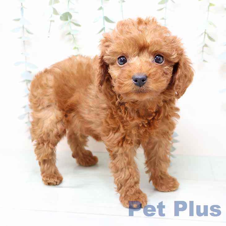 トイ・プードルの写真2