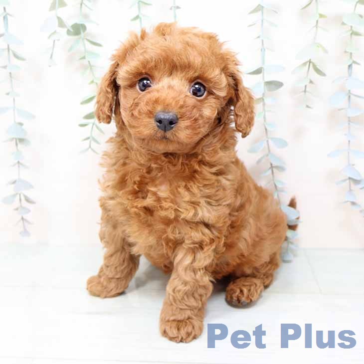 トイ・プードル