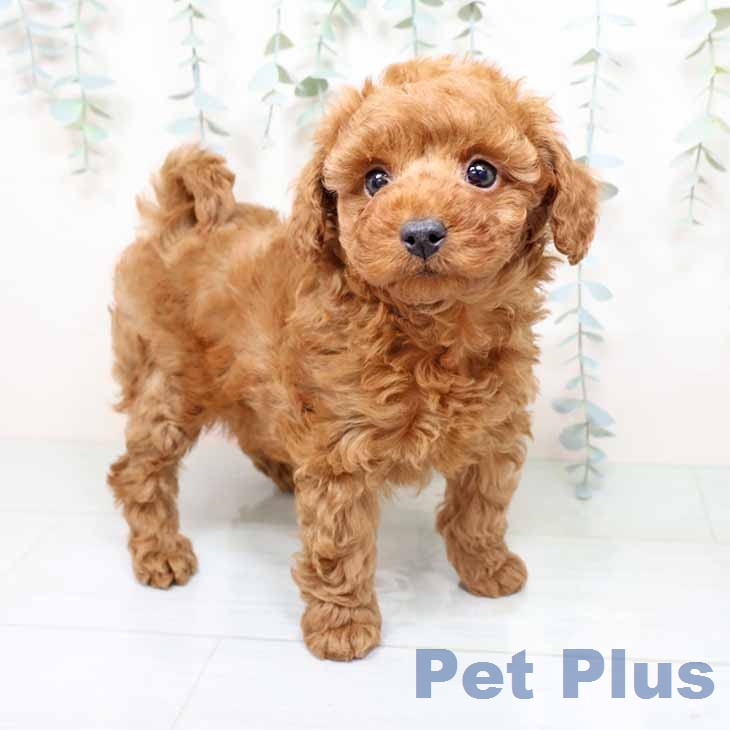 トイ・プードルの写真2